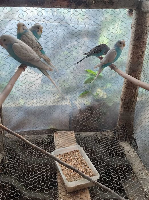 Periquitos australianos