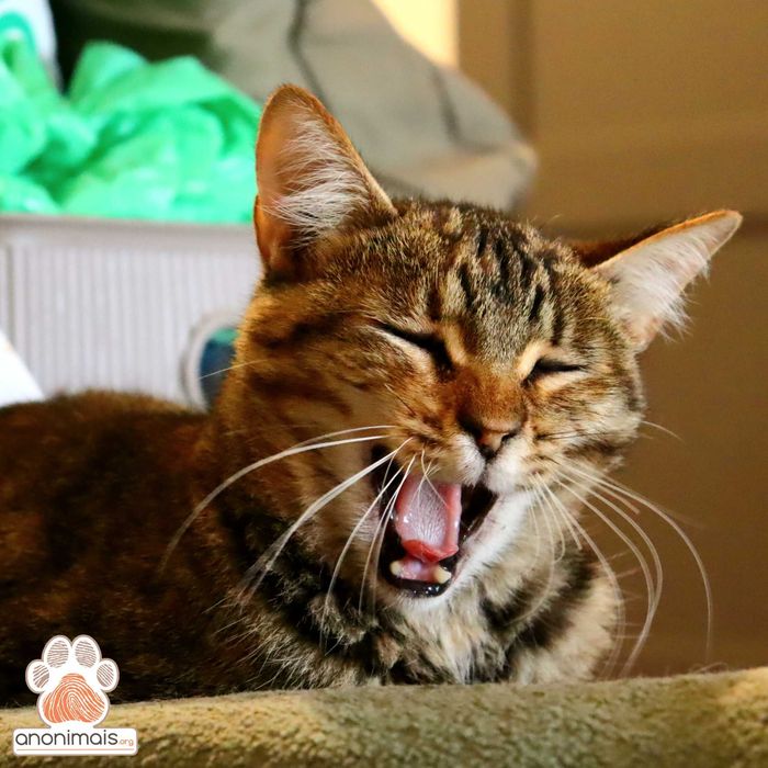 Annika - gata para adopção