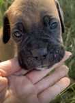 Psy i suczki Cane corso mocne odbior poczatek wrzesnia