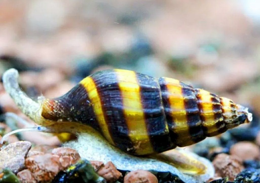 Na plagę ślimaków w akwarium.  Ślimak Clea Helena