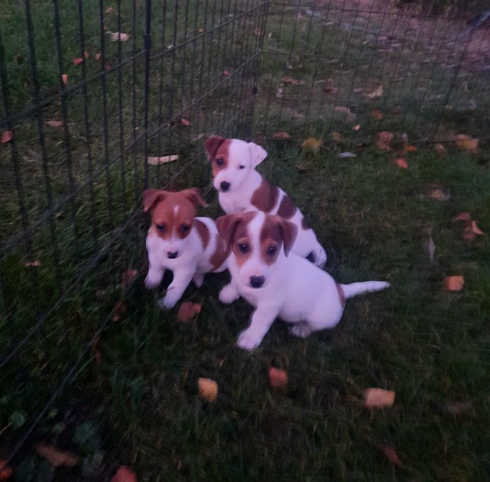 Piesek Jack Russell Terrier