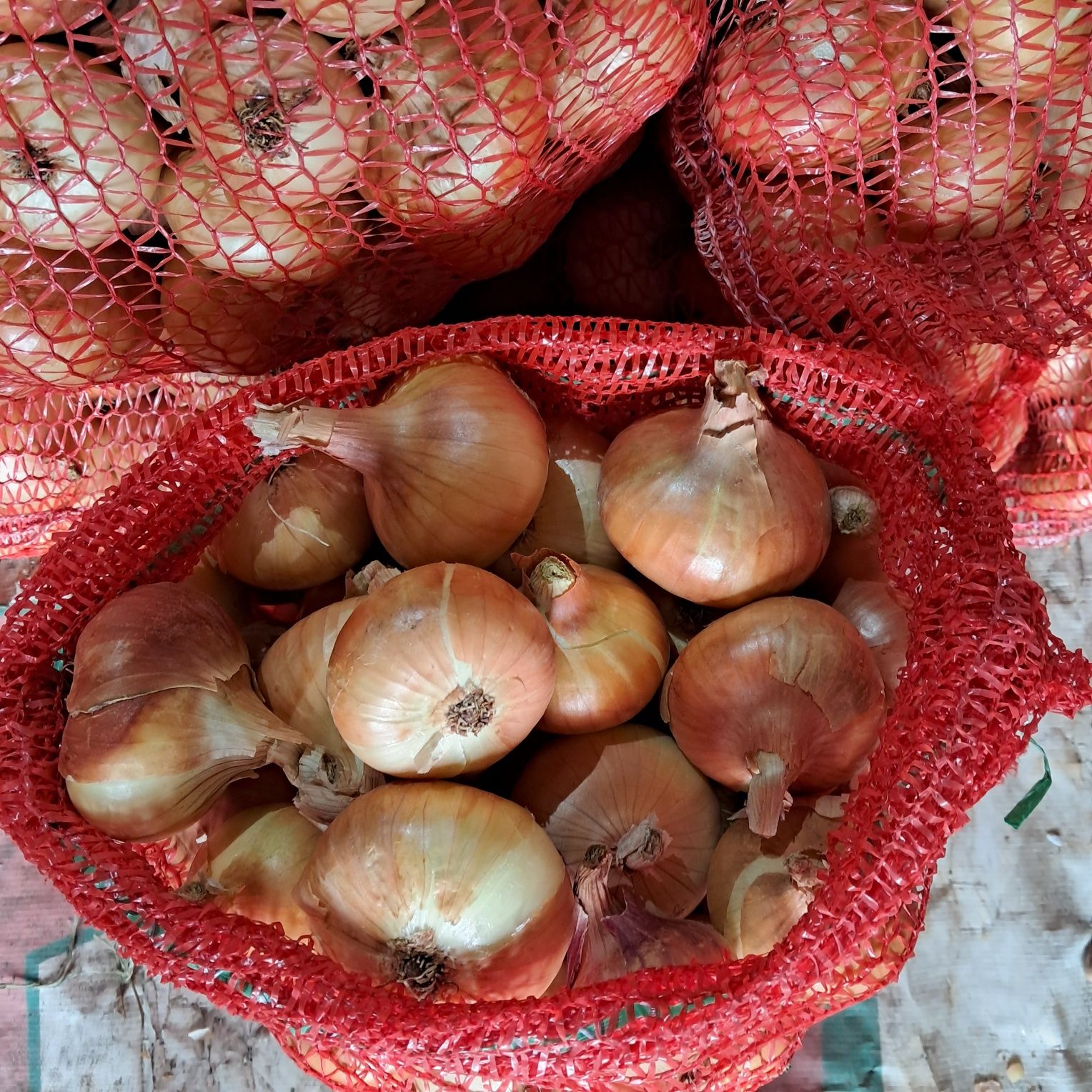Продам цибулю сорт Штутгарт