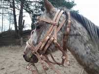 Ogłowie huzarskie, rząd kawaleryjski - napoleon, hussar bridle, saddle