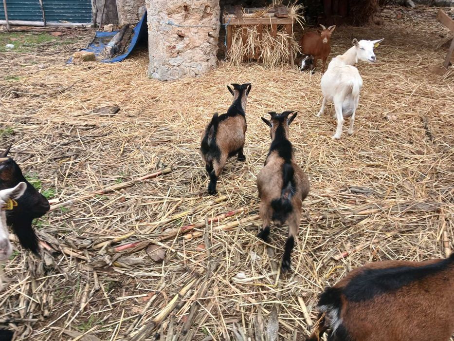 Cabras saudáveis e bonitas