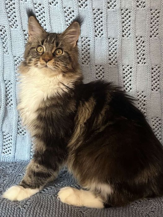 Шикарный котенок мейн-кун (девочка)