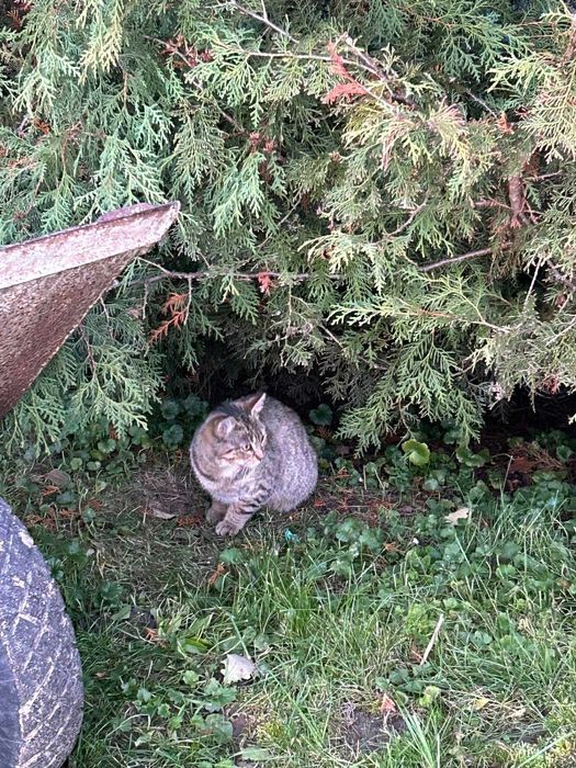 Dwa młode kotki szukają bezpiecznego domu