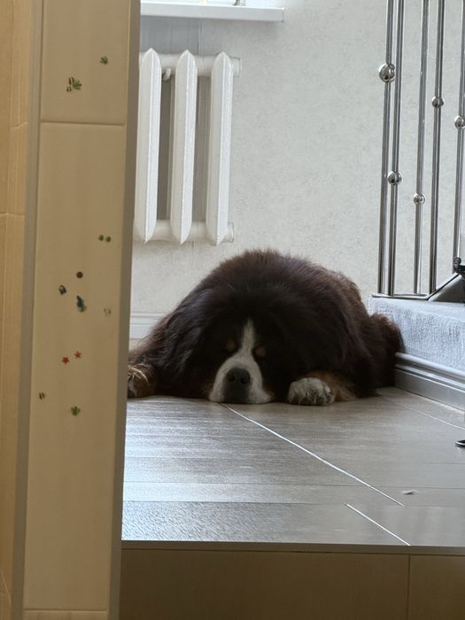 Пропала собака р-н Богомаза