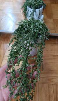 Rezerwacja Senecio Rowleya variegata - starzec variegata