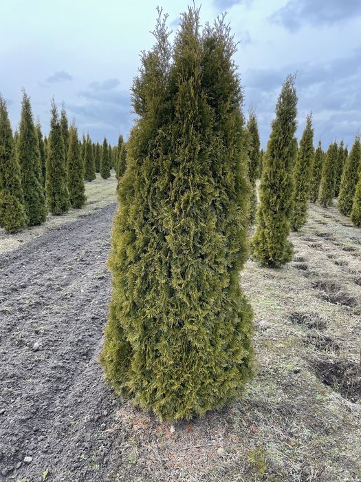Tuja szmaragd smaragd duża 250cm