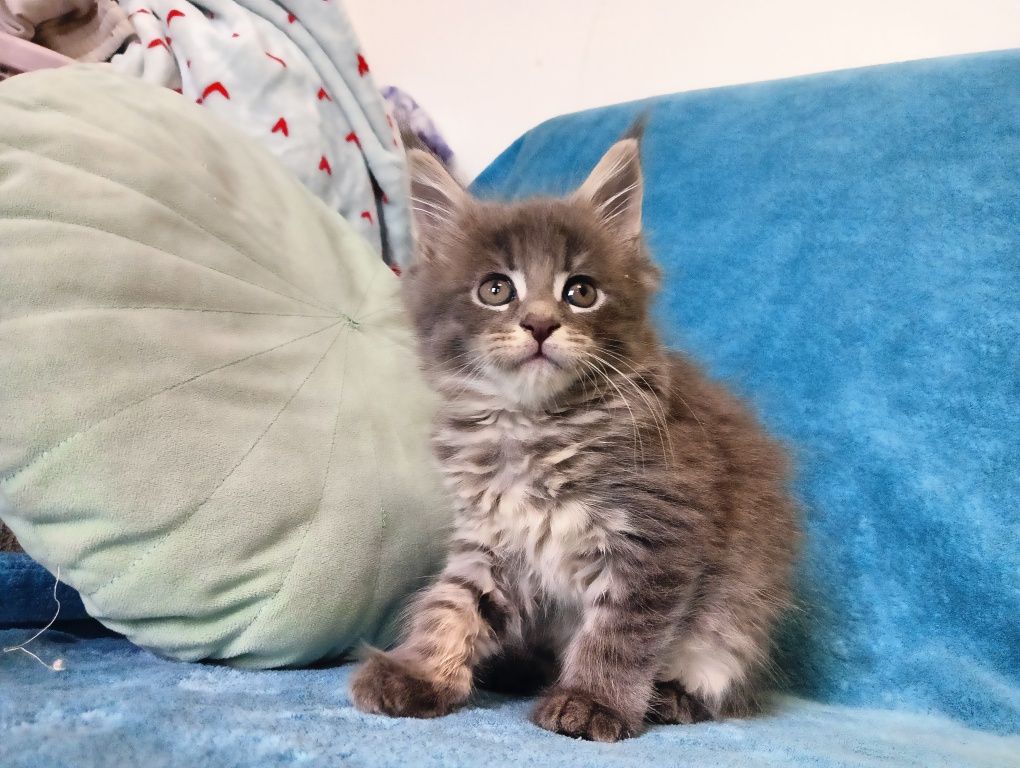 Maine coon masywna niebieska pręgowana koteczka z rodowodem FPL