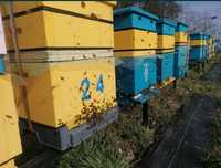 Odkłady, rodziny pszczele 2024