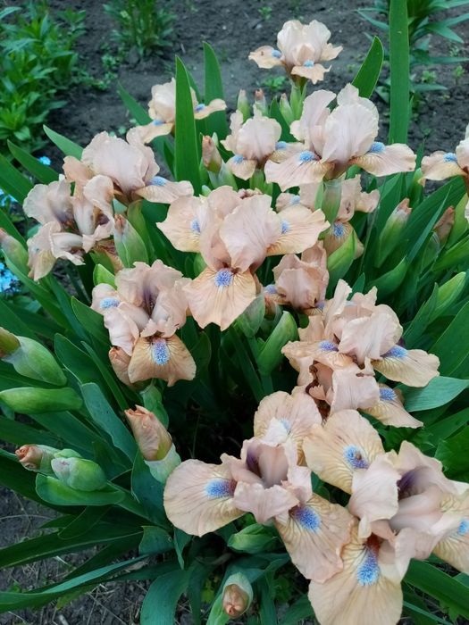 Продаю іриси карликові