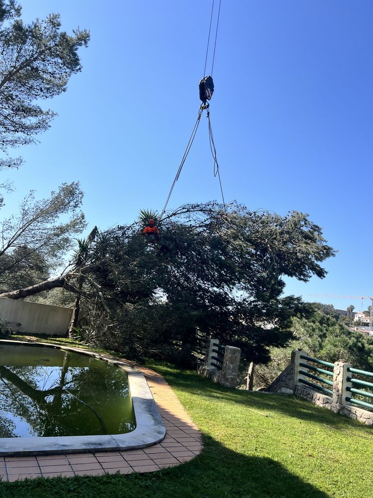 Poda e corte de arvores - TREE SERVICES