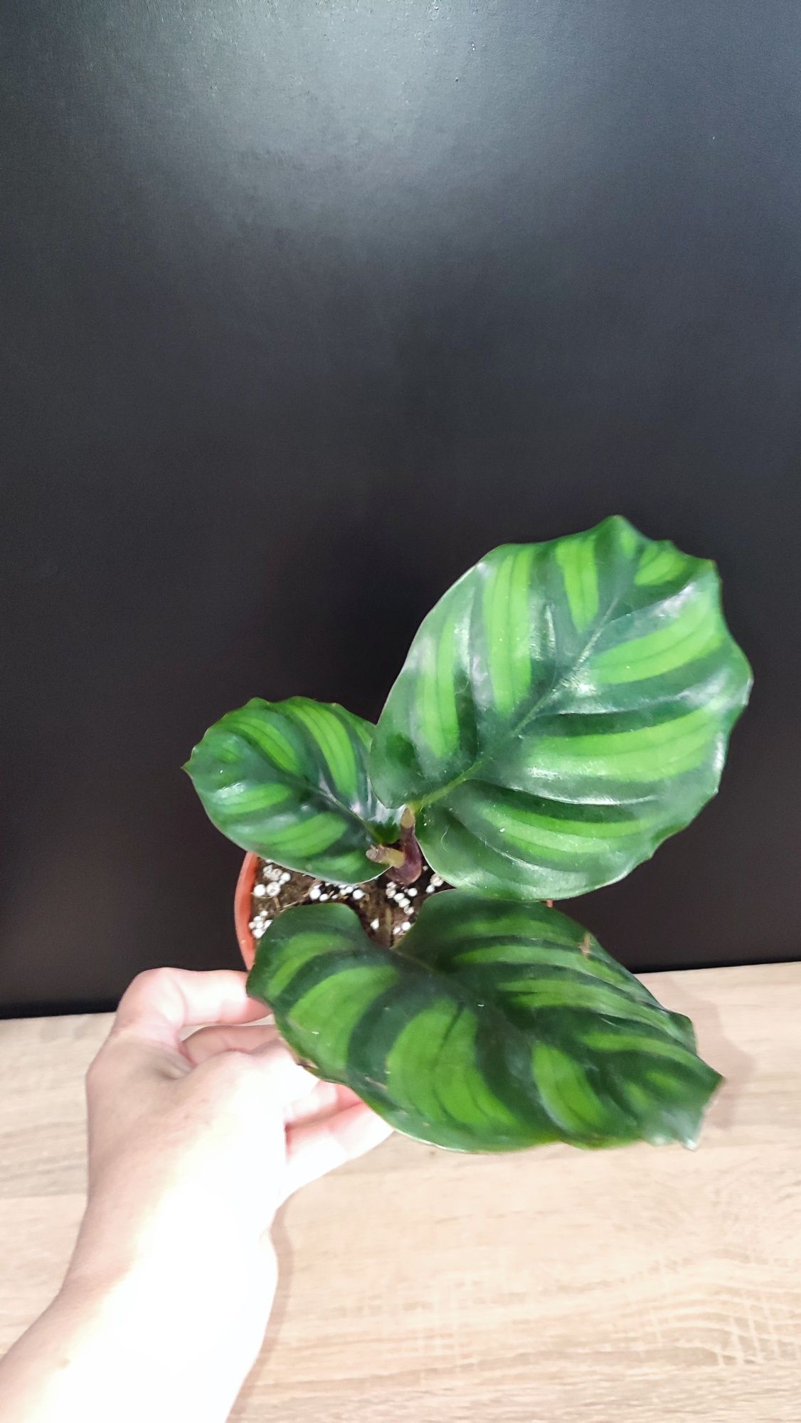 Calathea Fasciata Rotundifolia