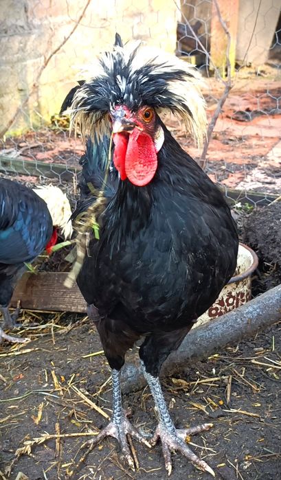 Czubatki 6 miesięcy kogutki ozdobne