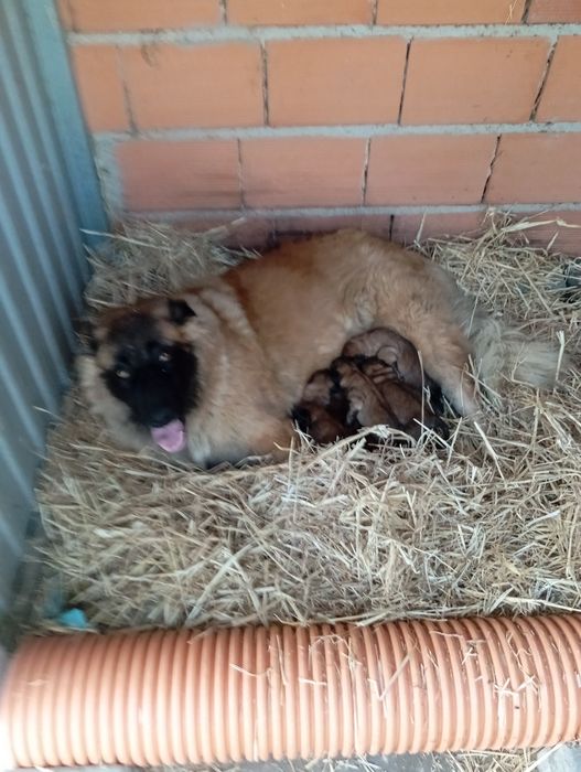 Cachorrinhos Serra da Estrela.