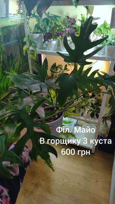 Продаю свої рослини