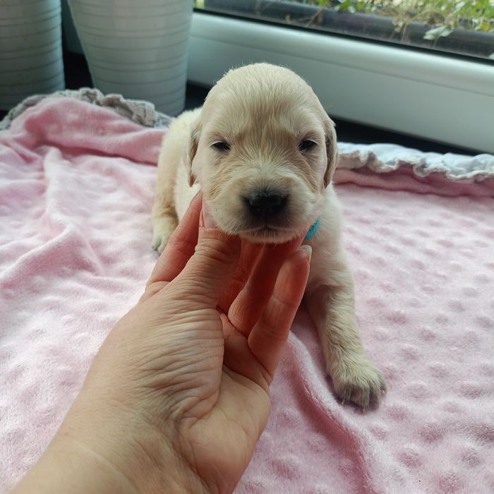 Golden retriever