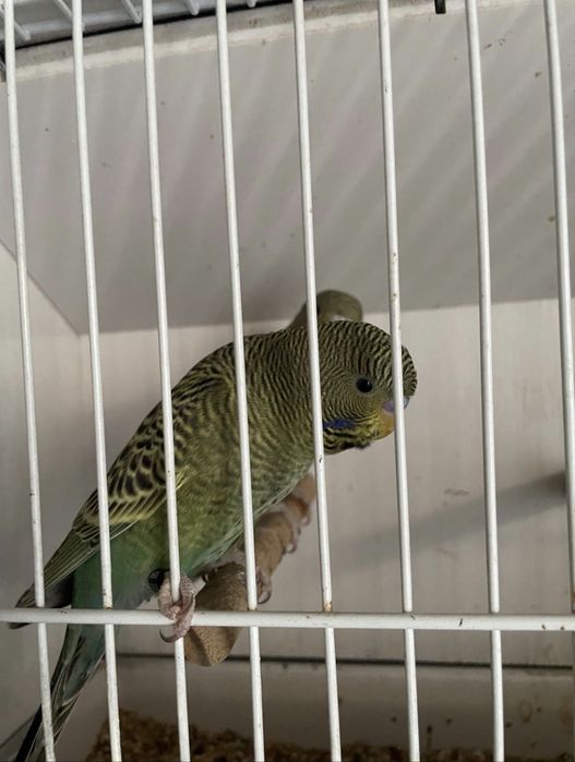 Periquitos blackface