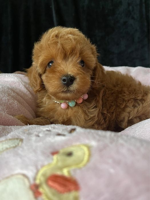 Люксовый МИНИ мальчик Мальтипу Ф2