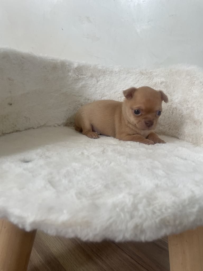 Chihuahua piękny piesek