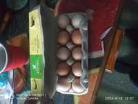 Яйце домашне 35 грн.