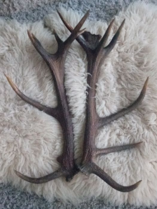 Poroże jelenia. zrzuty para 7 kg.