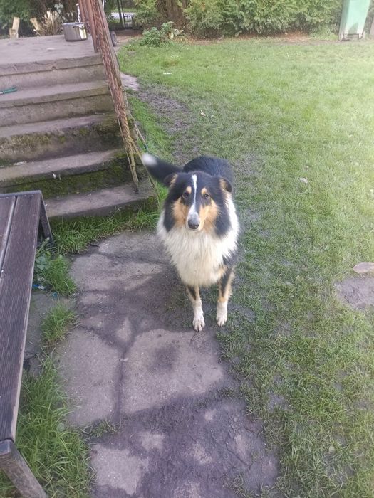 Oddam młodego psa rasy owczarek szkocki