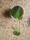 Planta jiboia pequena