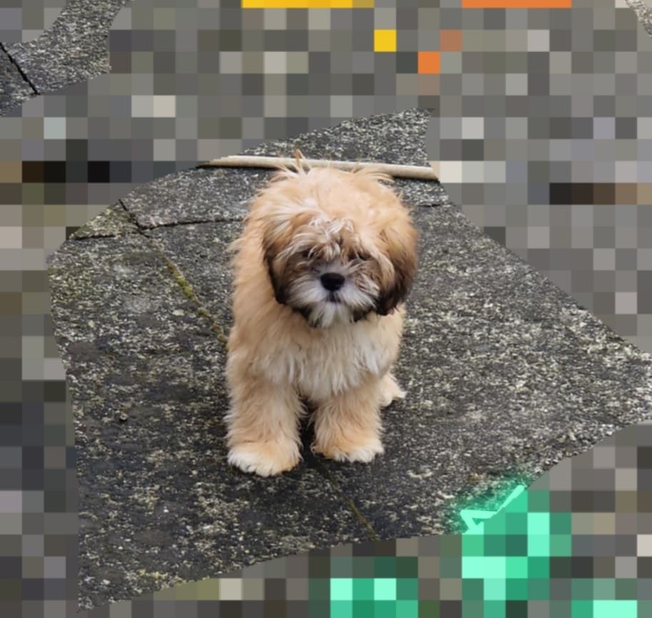 Lhasa apso slodki maluszek