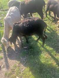 Borrego macho vendo ou troco