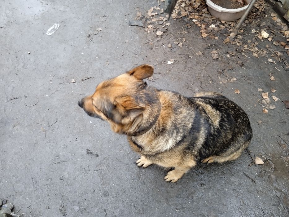 відам в добрі руки цуценят вівчарки