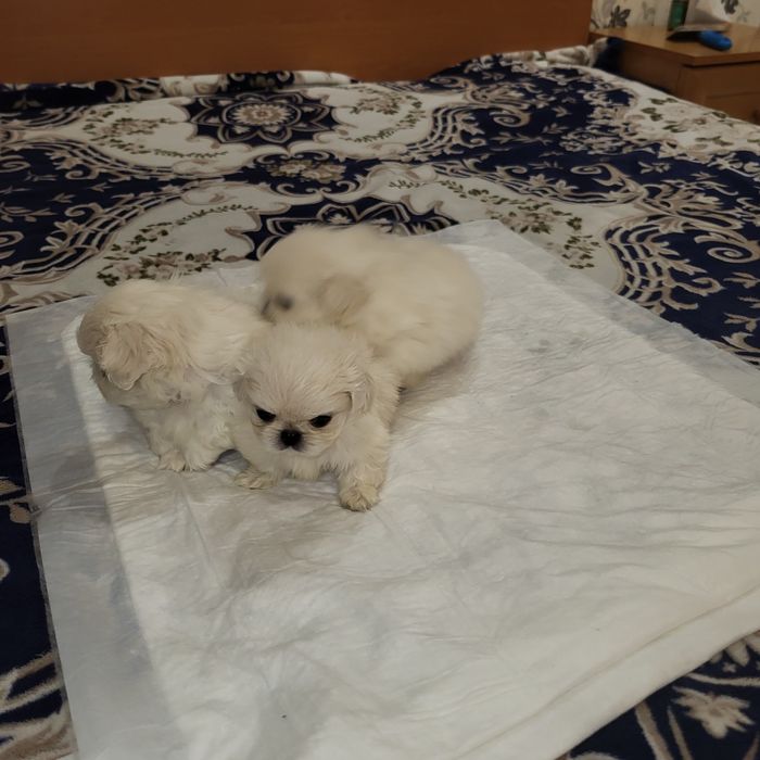 Цуценята пекінес