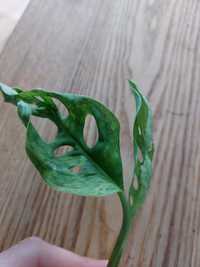 Monstera indonsia marble