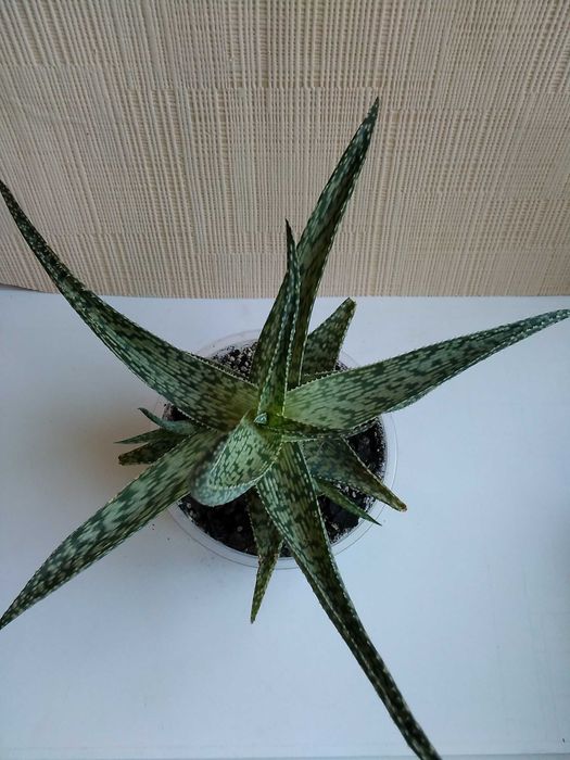 Алоэ сомалийское алое Somaliensis