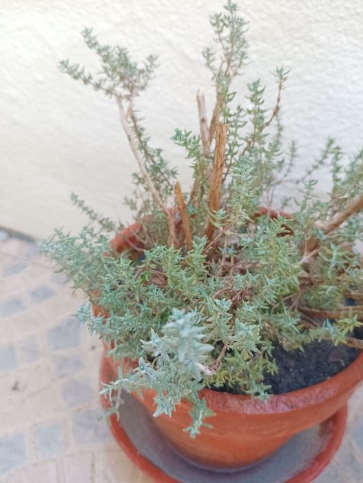 Plantas todas está a venda