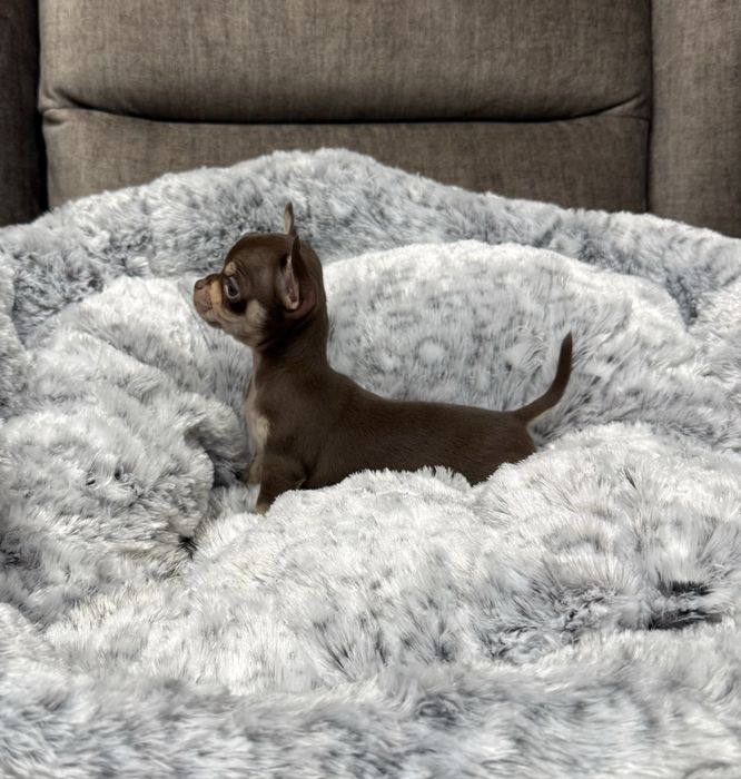 Chihuahua mini sunia czekoladowa Megi