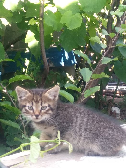 Віддам кошенят.     .