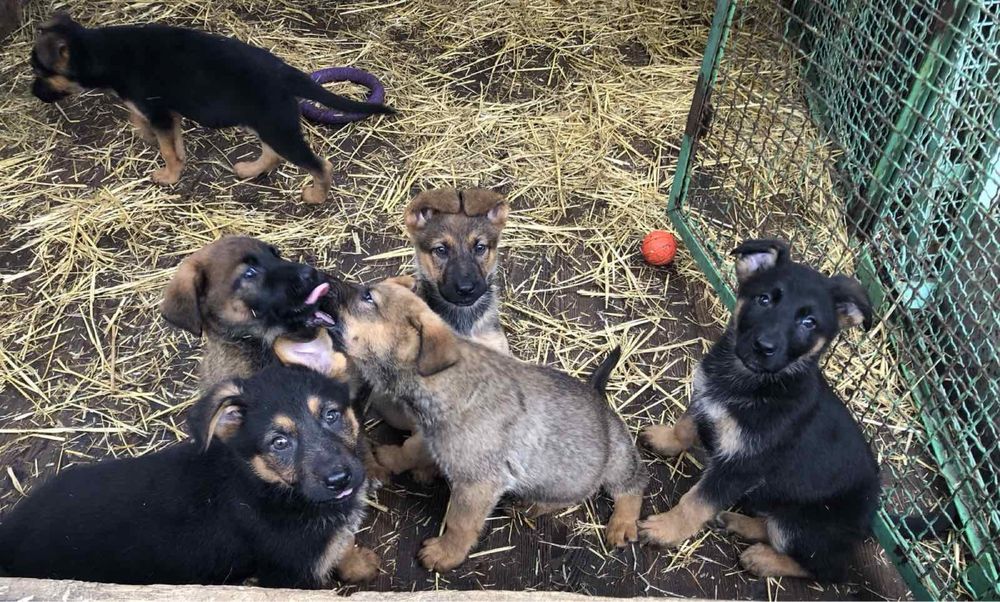 Продаються цуценята Німецької вівчарки