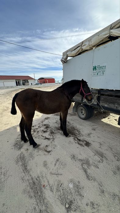 Poldra burguet x lusitano