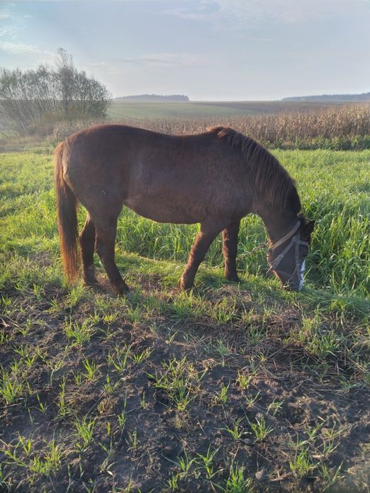Продам  кобилу 10 років