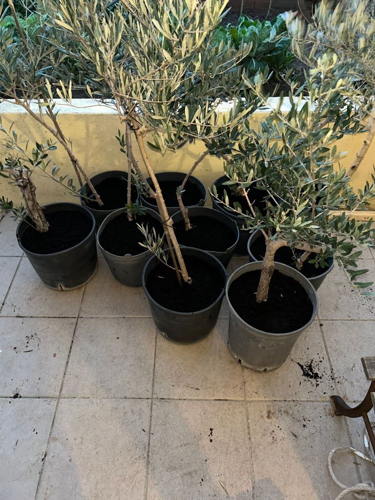 Lote de oliveiras enxertadas