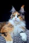 Maine coon piękna kotka trikolor