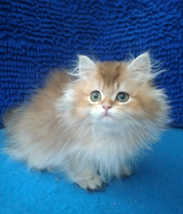 Мальчик Золотая шиншилла длинношерстный британский