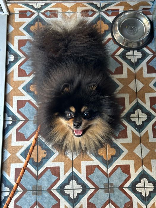 Вязка шпиц мальчик