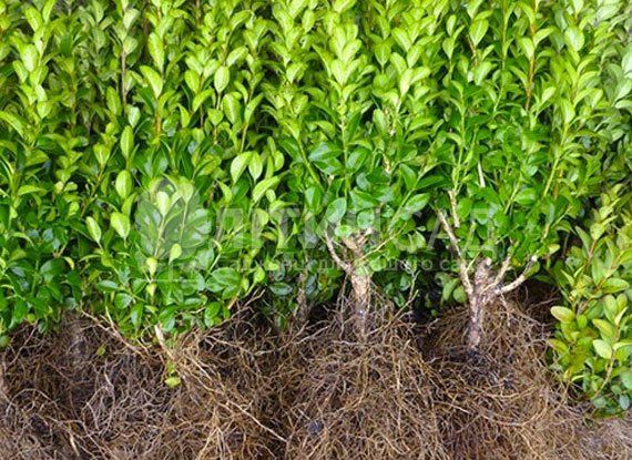 Самшит +- 20см...