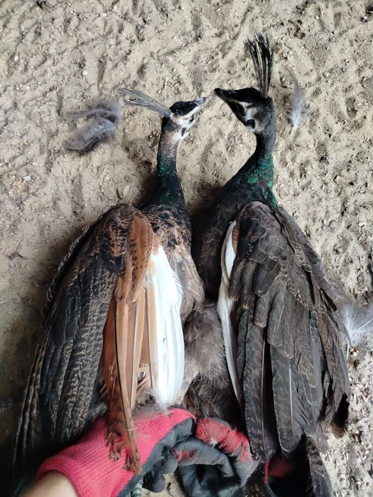 Paw szmaragdowy pawie szmaragdowe szmaragdy