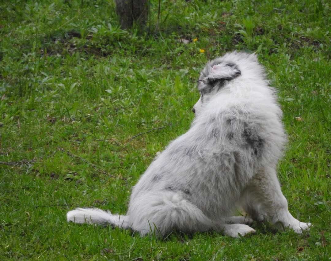 Szczeniak border collie - Diego z Uroczyska (ZKwP/FCI) - blue merle