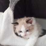 Sprzedam kotke rasy Ragdoll