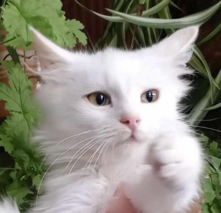 Белый котенок 4мес пушистый ангорский котик білий котята кошеня